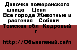 Девочка померанского шпица. › Цена ­ 40 000 - Все города Животные и растения » Собаки   . Томская обл.,Кедровый г.